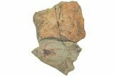 Soft-Bodied Marrellomorph (Furca) Fossil - Fezouata Formation #233531-1